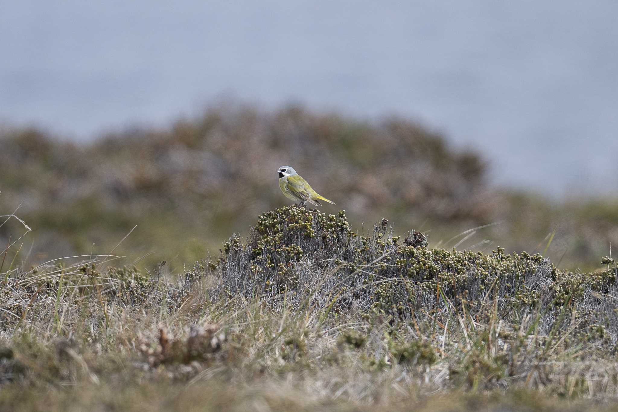 White-bridled Finch (Melanodera melanodera), photo 5