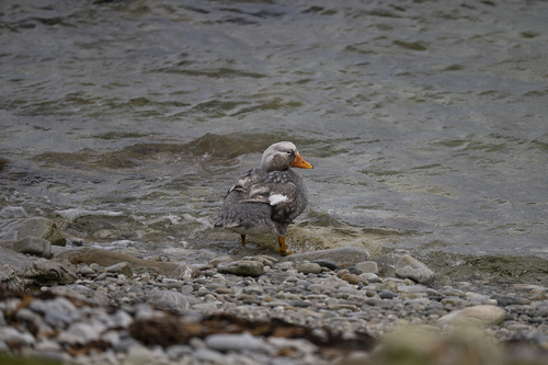 Falkland Steamer Duck (Tachyeres brachypterus), photo 6