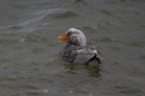 Falkland Steamer Duck (Tachyeres brachypterus), photo 5