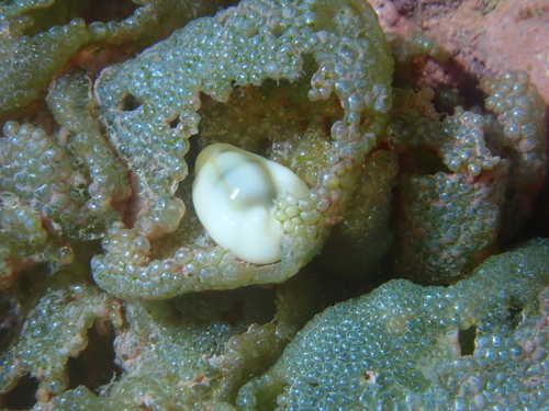 Monetaria moneta observed 2025-09-07