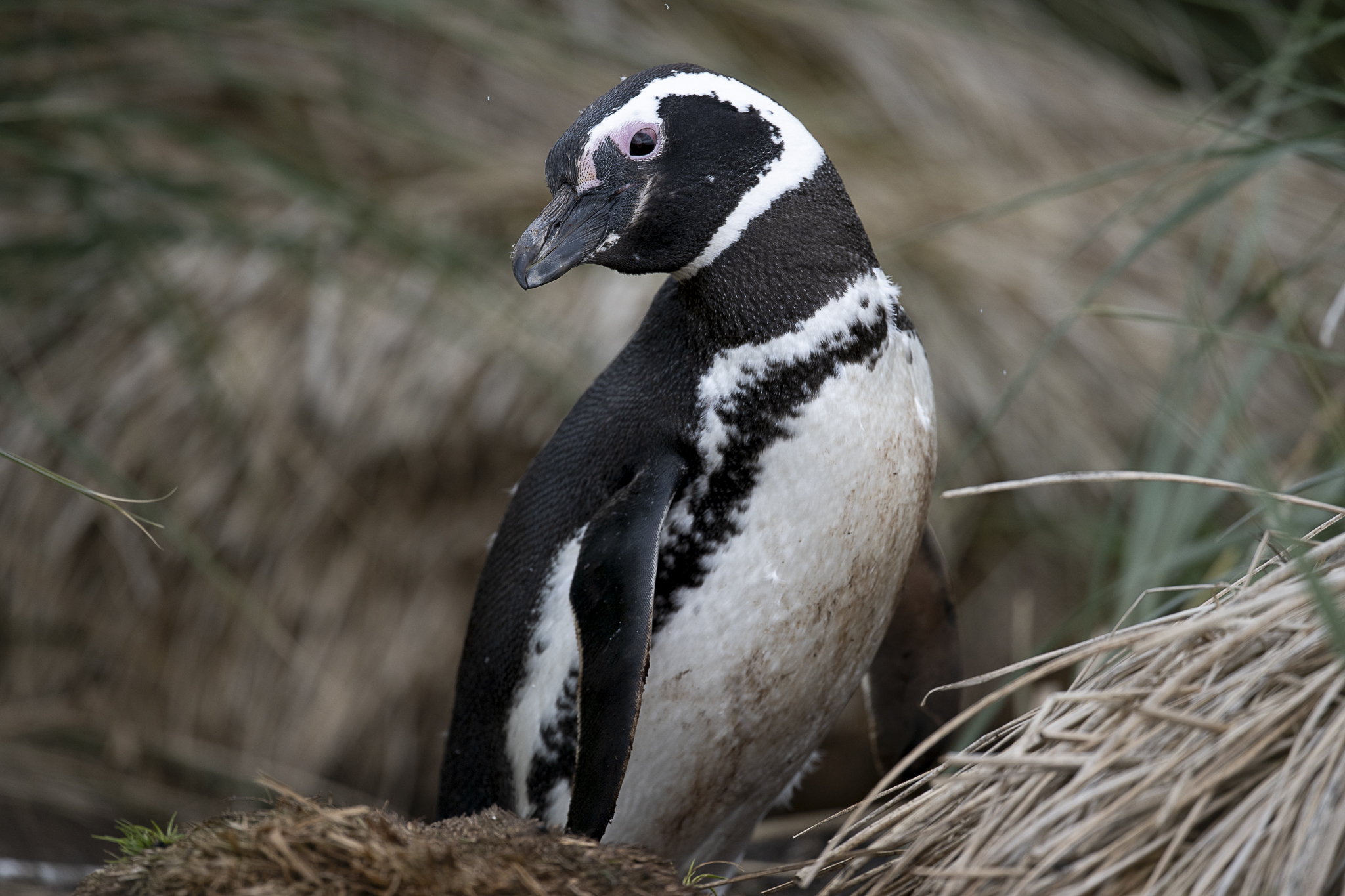 Magellanic Penguin illustration