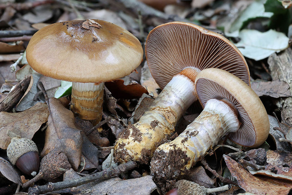 Cortinarius trivialis · November 2025 · photo: © mycobel (iNaturalist, cc-by)