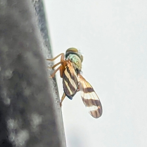 Unknown species found near Convention Center Landing, Savannah, GA 31401, USA