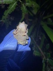 Sharp-Nosed Forest Toad photo 3