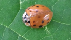 Harmonia axyridis