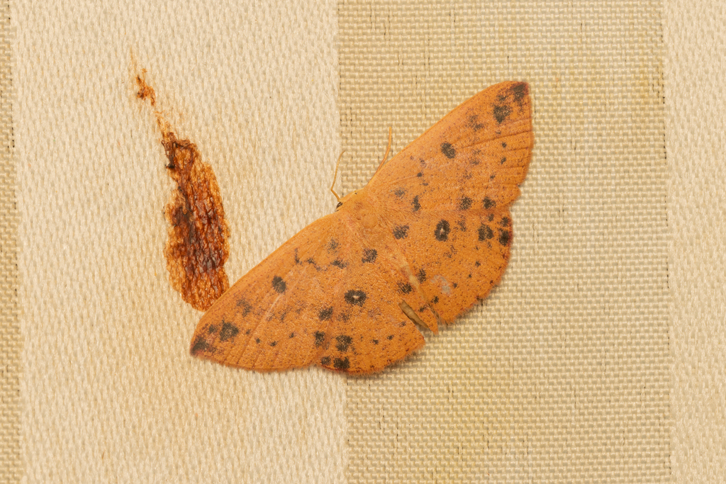 Perixera niveopuncta