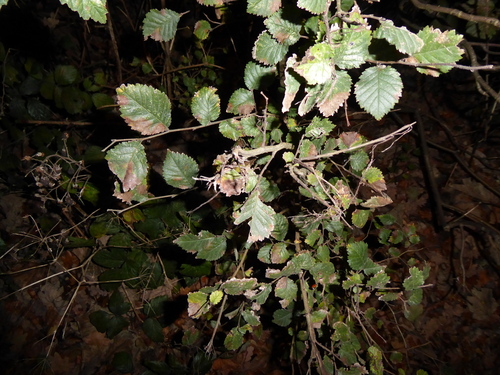 English Elm (Ulmus procera)