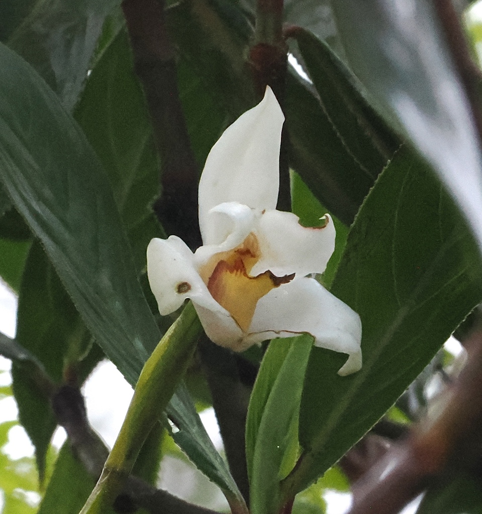 Maxillaria eburnea