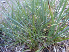 Carex brainerdii