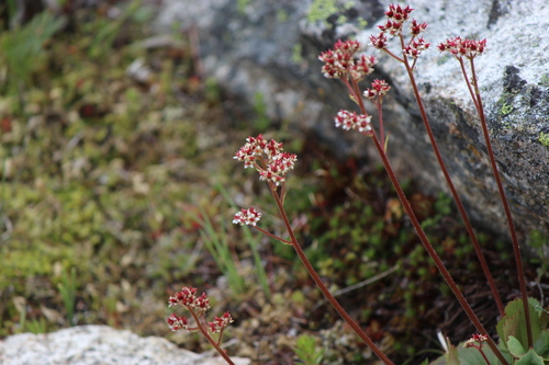Western Saxifrage (Micranthes occidentalis)