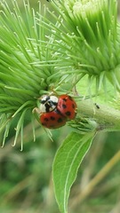Harmonia axyridis