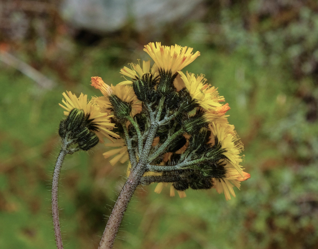 meadow hawkweed from Selwyn District, Canterbury, New Zealand on