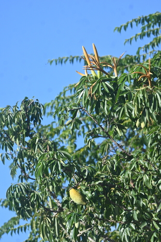 Ceiba schottii, photograph 2