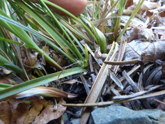 Carex brainerdii