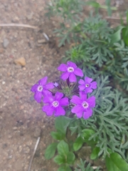 Glandularia aristigera