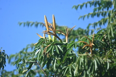 Ceiba schottii