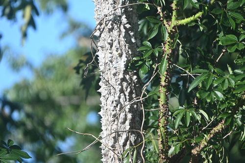 Ceiba schottii, photograph 1