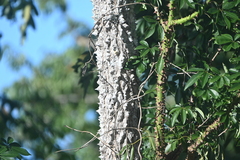Ceiba schottii, photograph (c) Juan Cruzado Cortés, some rights reserved (CC BY)