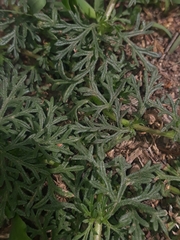 Glandularia aristigera