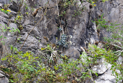 Pachyphytum werdermannii