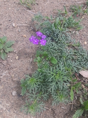 Glandularia aristigera