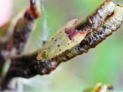 Gymnobathra flavidella