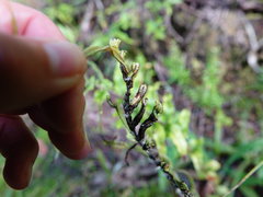 Gymnobathra flavidella
