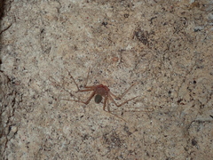 Paraphrynus chacmool