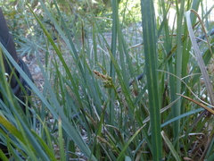 Carex brainerdii