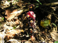 Bdallophytum americanum