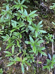 Lysionotus pauciflorus