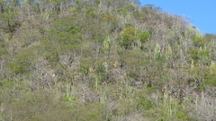 Stenocereus montanus