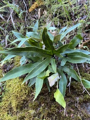 Pyrrosia polydactylos
