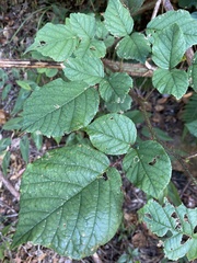 Rubus wallichianus
