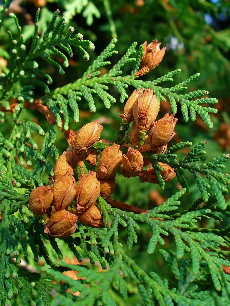 eastern white cedar (Trees of Vermont) · iNaturalist