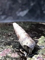 Cerithiidae