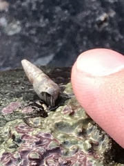 Cerithiidae