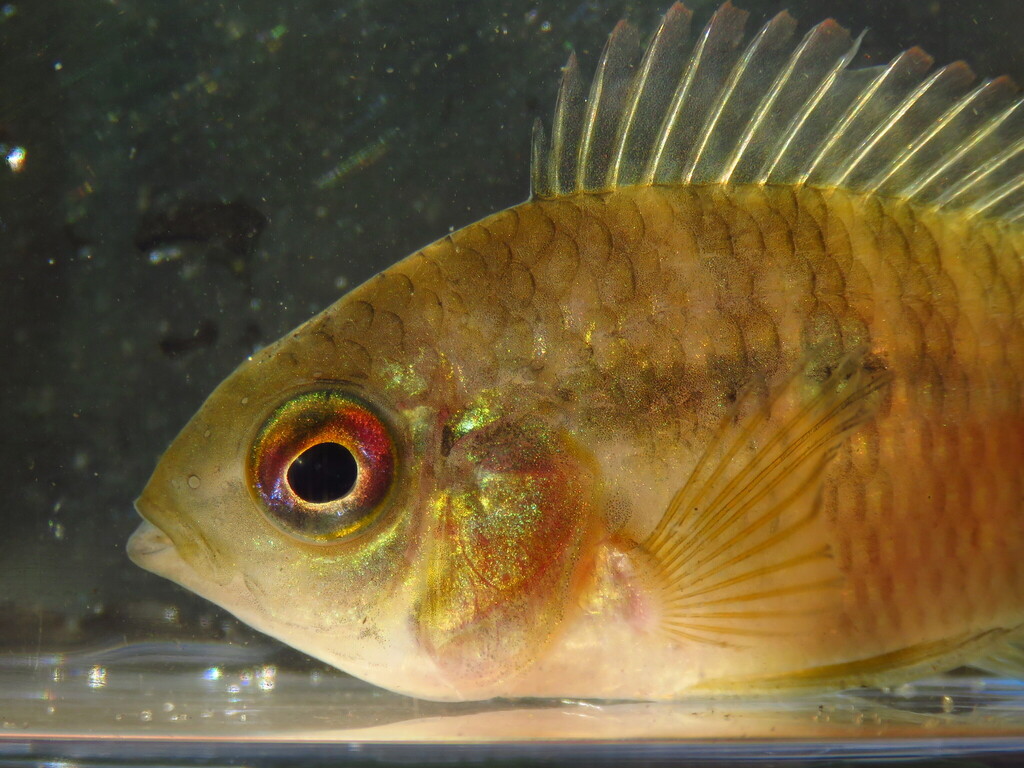Chanchita (Cichlasoma dimerus) — Cichlidae