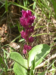Prestonia erecta