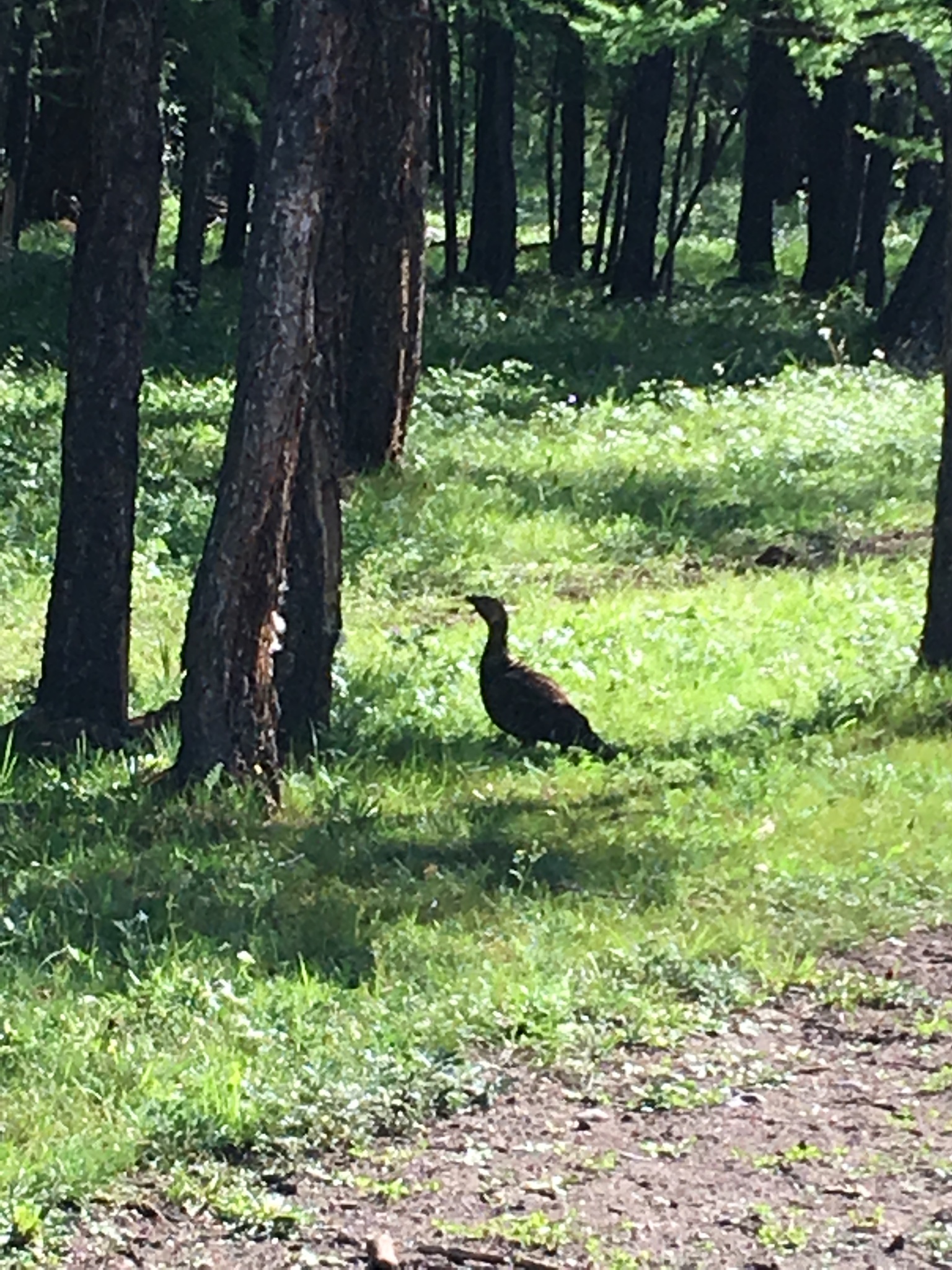 Black-billed Capercaillie