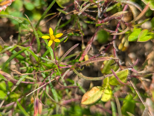 Sanddune Chinchweed (Pectis glaucescens)