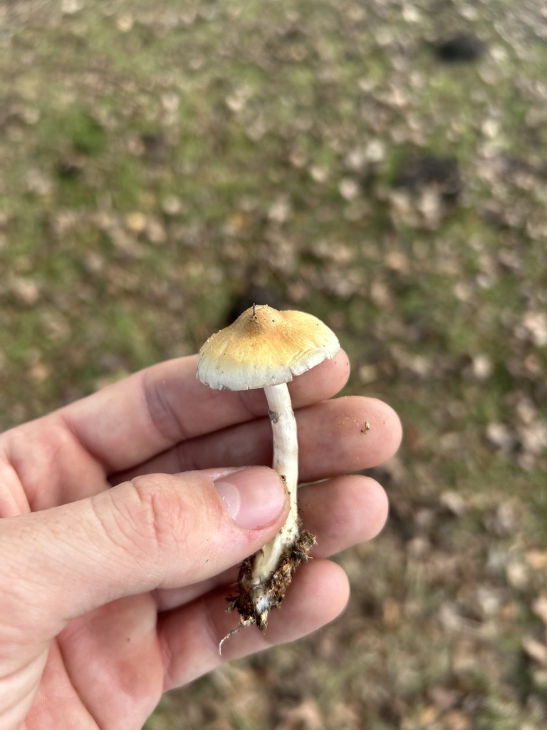 Psilocybe cubensis · November 2025 · photo: © dryopteris2 (iNaturalist, cc0)