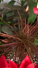 Euphorbia pulcherrima