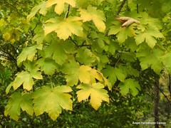 Acer heldreichii