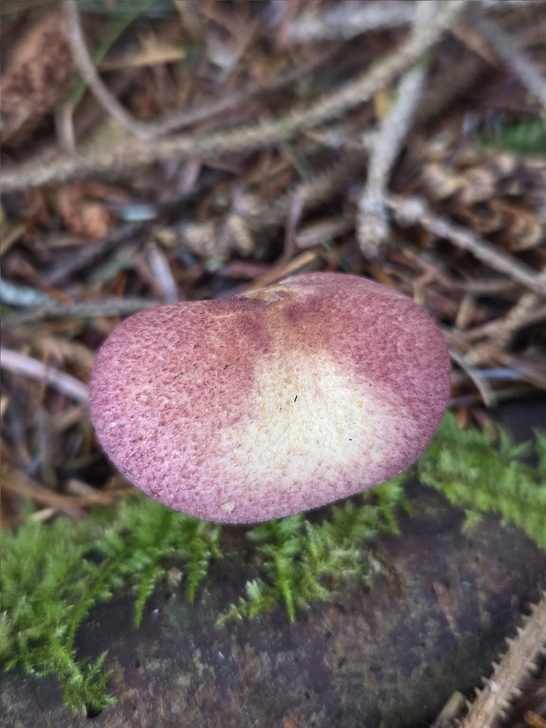 Tricholomopsis rutilans
