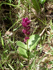 Prestonia erecta