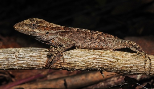 Chiapas Ornate Anole