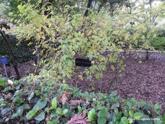 Lonicera trichosantha deflexicalyx