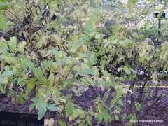 Lonicera trichosantha deflexicalyx