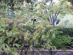 Lonicera trichosantha deflexicalyx